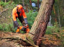 Best Tree Mulching  in Laupahoehoe, HI